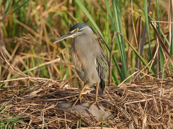 <h3><a href="/trips/gambia/biota/animalia/chordata/aves/015 pelecaniformes/002 ardeidae/butorides striata/butorides striata-nl.html">Butorides&nbsp;striata</a> / Striated&nbsp;heron / Mangrovereiger</h3>OM-1 Mark II met OLYMPUS M.150-400mm F4.5, 1/2000 sec  bij F8.0, ISO 3200, afstand 26.5&nbsp;m